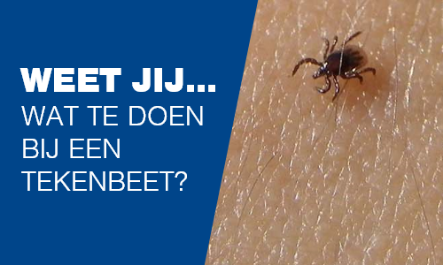 Wat te doen bij een tekenbeet